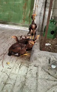 جوجه لاری