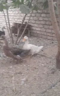 اردک کاکلی