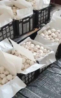 پرورش قارچ با سرمایه کم