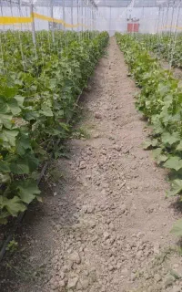 استخدام نیروی کار در گلخانه