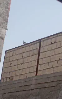 کبوتر
