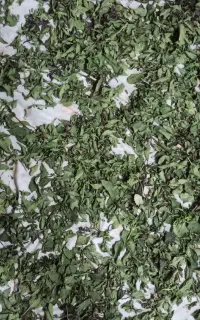 انواع ادویه ای خشک شده