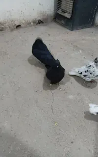 یه جفت زاغ