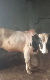 ورزا کمر سالم و سرحال