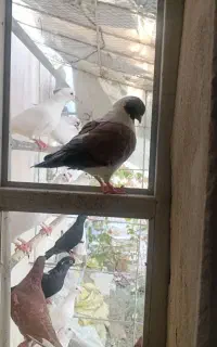 کبوتر مولد