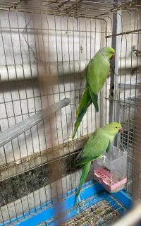ملنگو جفت مولد تضمینی (جفت به شرط )