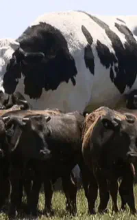 فروش گوساله۶۰۰کیلویی