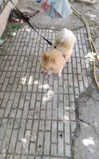 سگ پاکوتاه