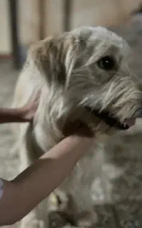 سگ پیدا شده