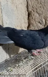 سیاه ماده