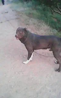 سگ نگهبان