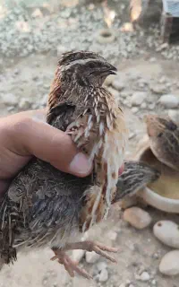 فروش بلدرچین