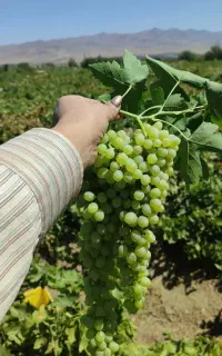 نیروی انگور چین ، کارگر انگور چین هستم