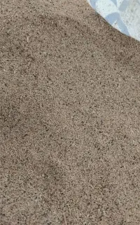 دانه روغنی خ ش خ ا ش