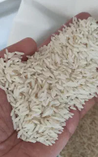برنج هاشمی امسالی