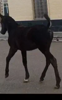 فروشی