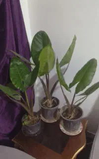 گل باباآدم خیلی سرحال