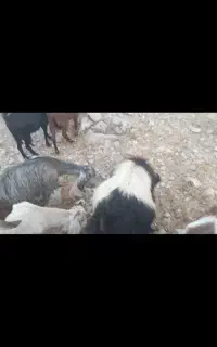 بز داشتی سرحال