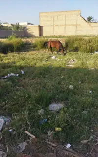 اسب مادیون یکسر