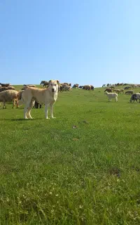سگ ماده