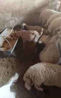 بره