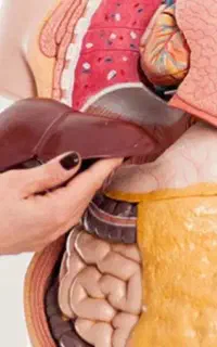 بهبود و پاکسازی کبدچرب