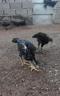 جوجه لاری ۳ماهه