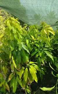 نهال انبه محلی و پاکستانی رودان