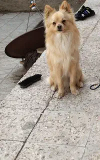سگ پامر