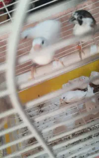 فنج بنگالی مولد