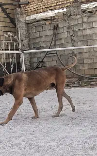 کنکورسو نگهبان