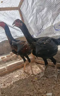 مجسمه مرغ و خروس لاری