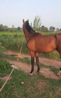 نریان درهشور دوسال