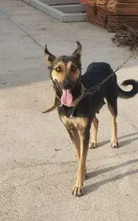 سگ ژرمن ماده