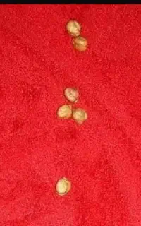 فال نخود و ۴۰ بیت 50هزار تومن