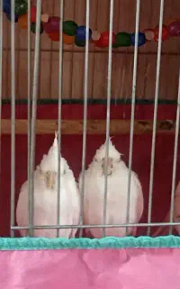 عروس هلندی