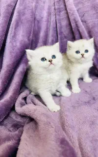 بچه گربه سیلور/بریتیش