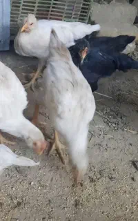 جوجه گلین ریش سفید و مشکی