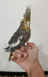 جوجه عروس هلندی