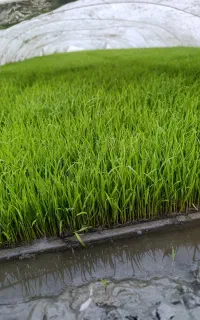 بانک نشا جوانه