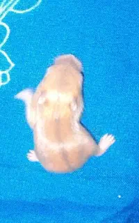 همستر کمپل(توله)