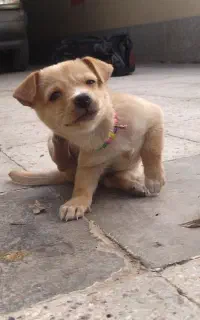 توله پاپی