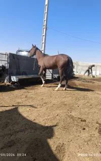 کره مادیان 5نشان۱۵ماهه