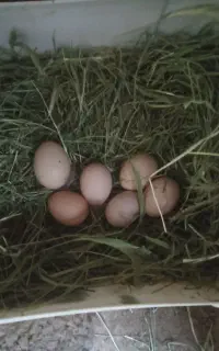 فروش تخم مرغ نطفه دار محلی 30لاری100
