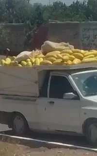 خربز گوسفندی برای منطقه خراسان