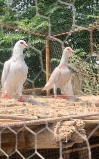 کفتر جفت آس