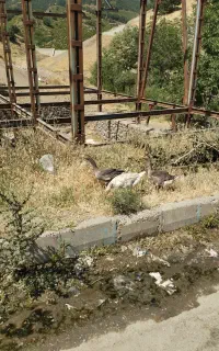 قازدورگ شامی جوان