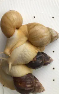 حلزون اچاتینا