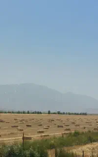 خوراک دام(بسته بندی)