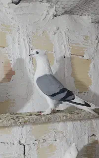 سوز هفتی
